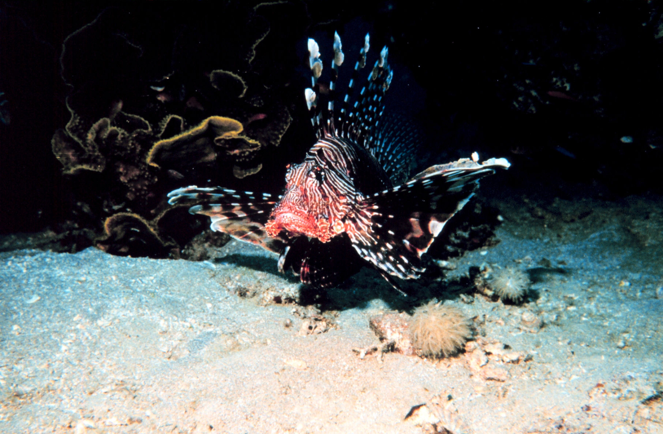 Volitan lionfish - Pterois volitans