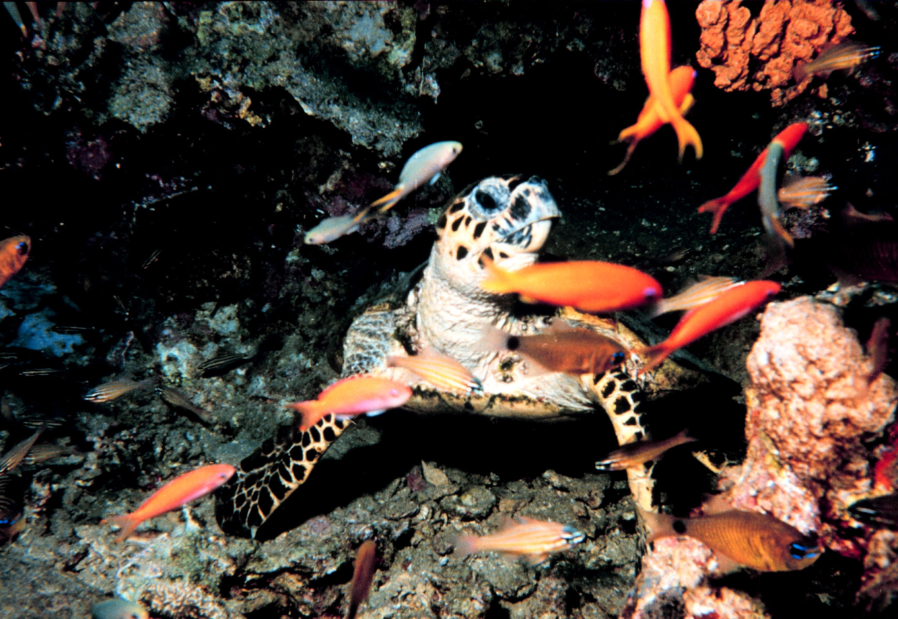 Sea turtle with a flotilla of fish