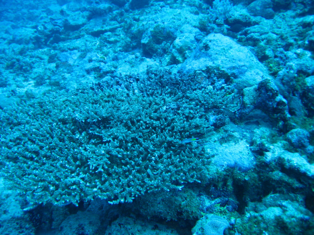Reef scene with coral (Acropora pulchra)