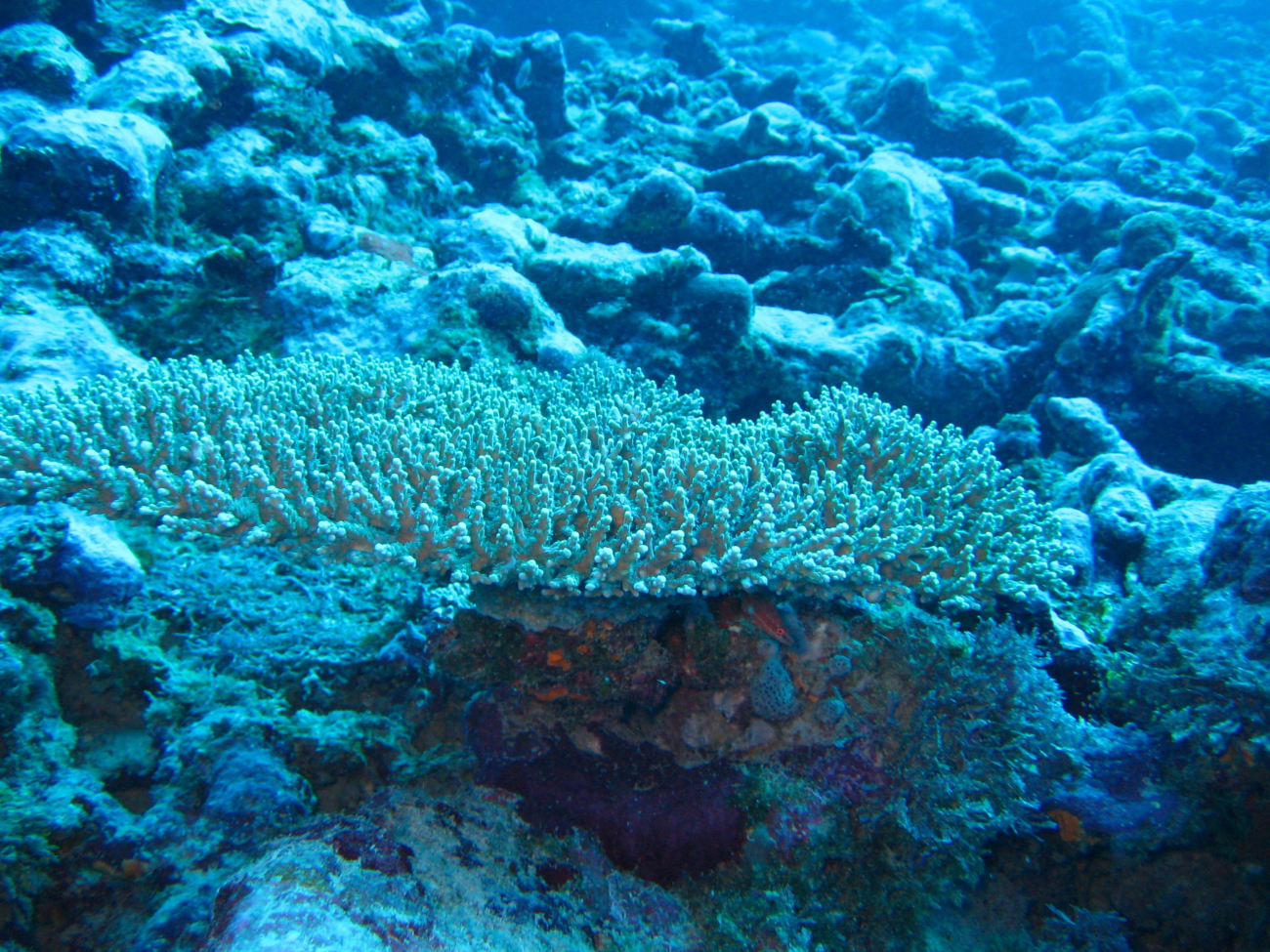 Coral (Acropora pulchra) in an area of relatively bare bottom