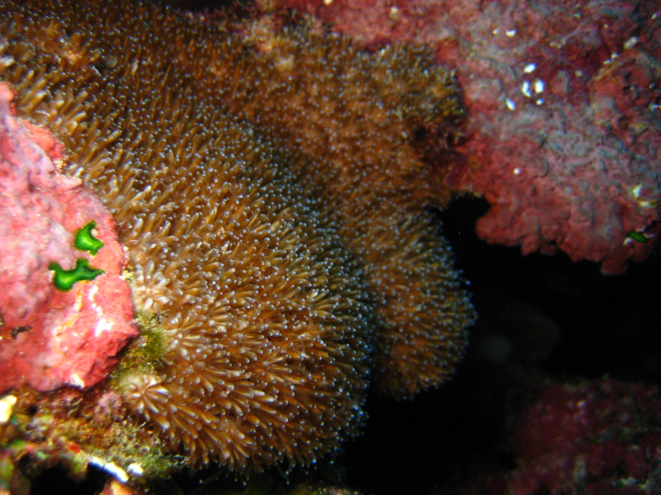 Extended coral polyps feeding