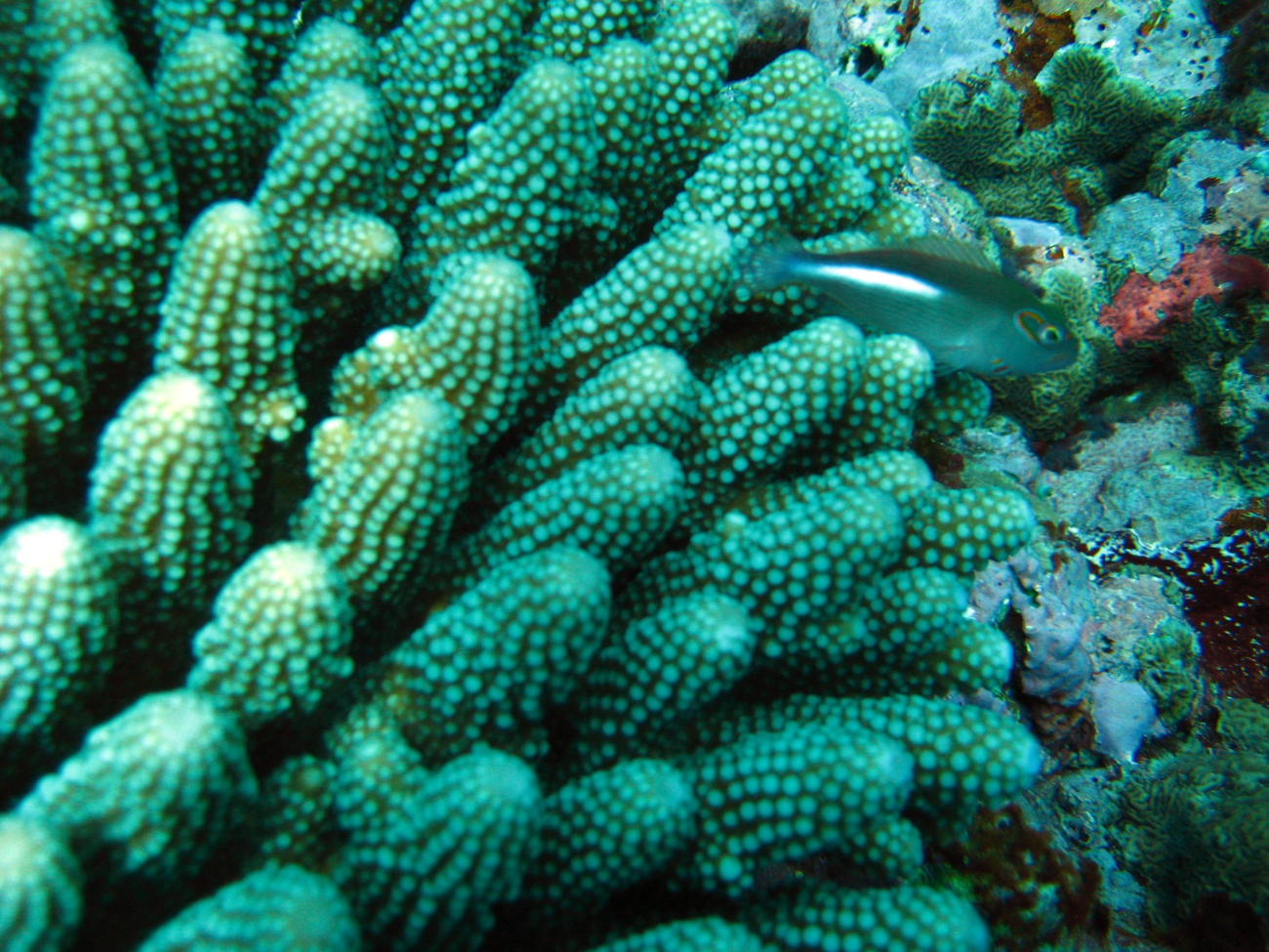 Arc-eye hawkfish (Paracirrhites arcatus)  in coral