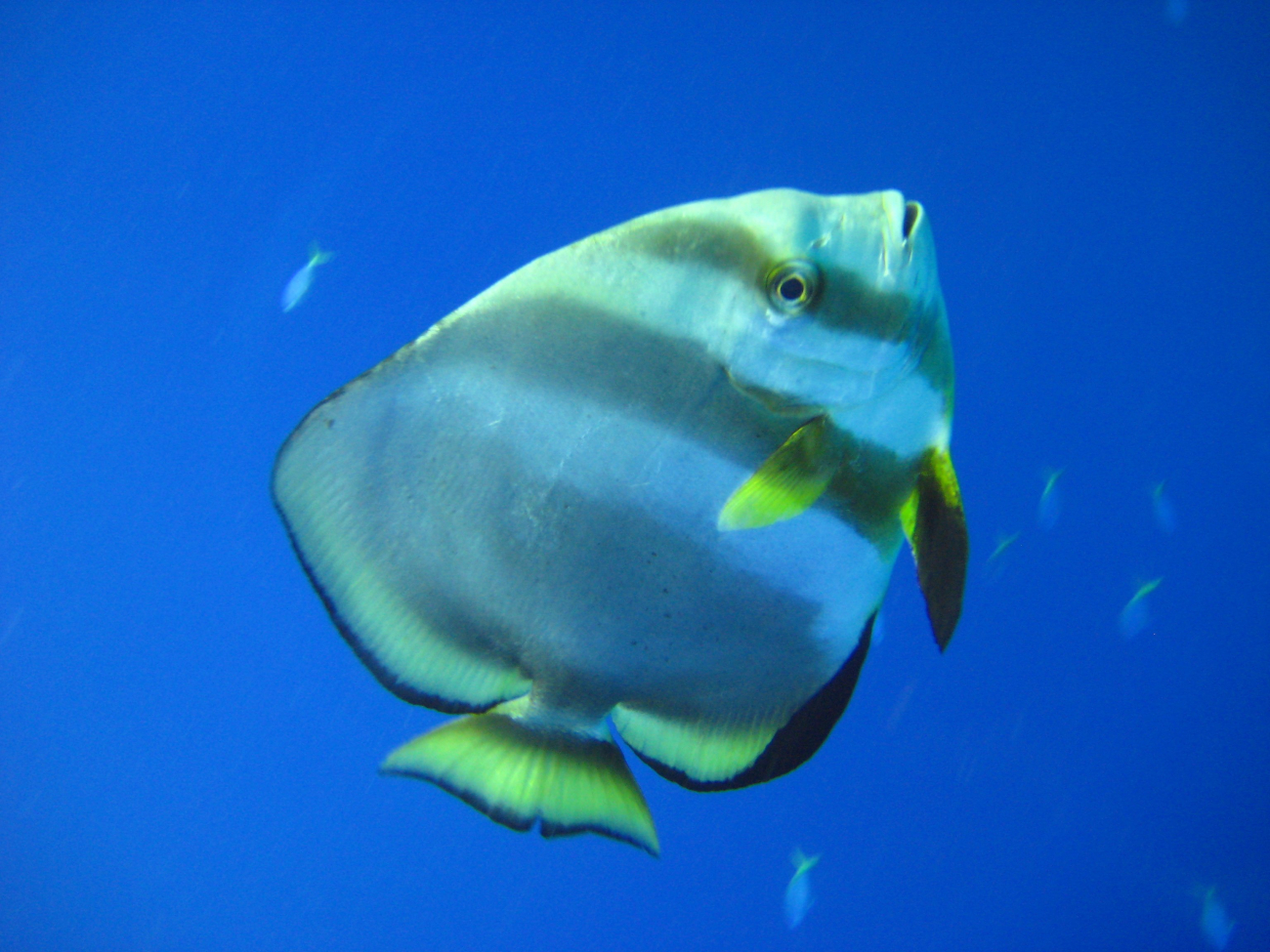 Longfin batfish (Platax pinnatus)