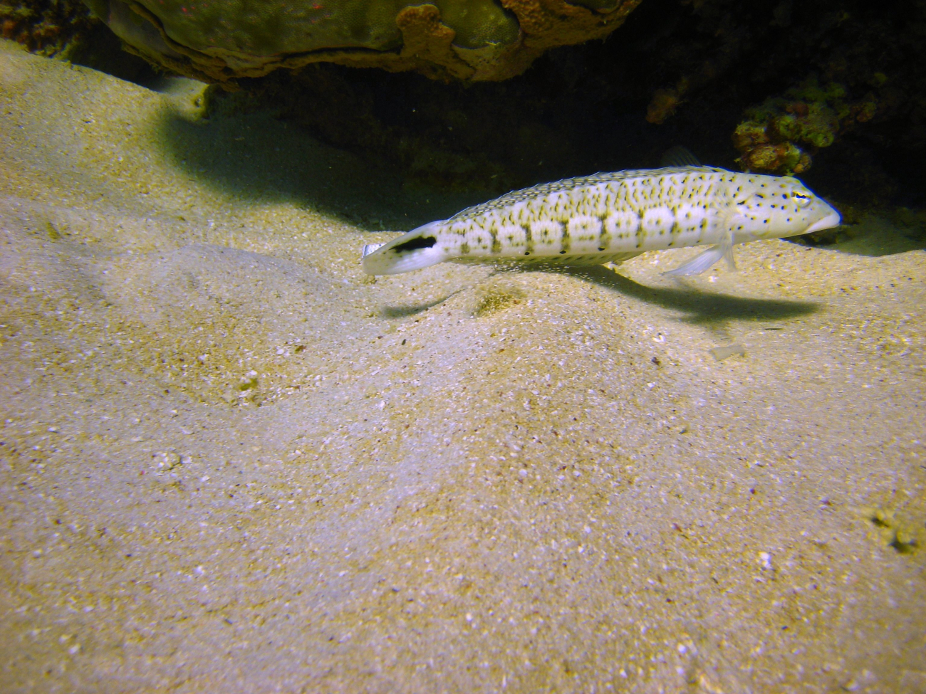 Blacktail grubfish (Parapercis queenslandica)