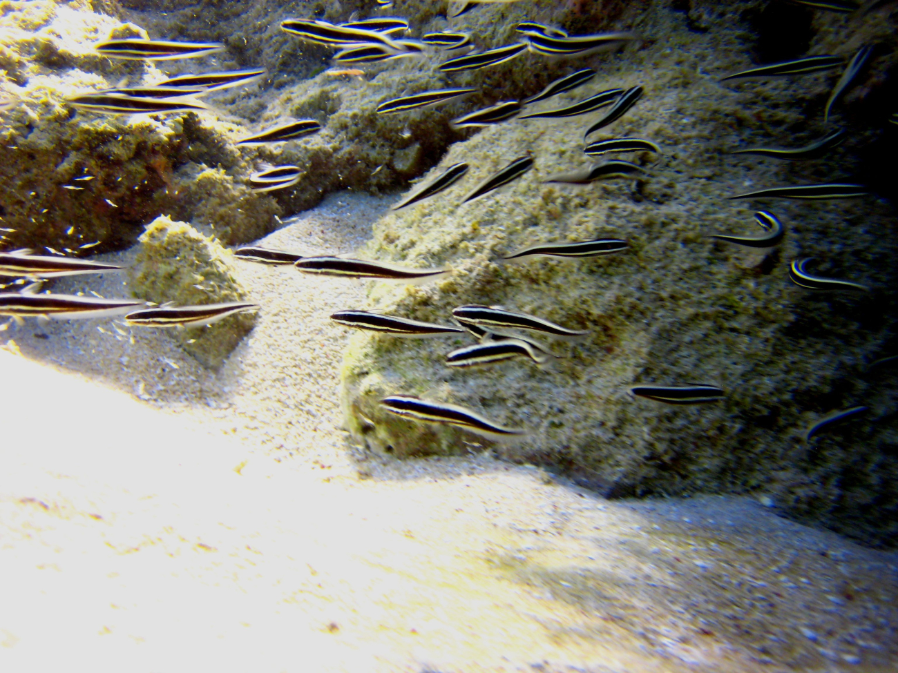 Striped catfish (Plotosus lineatus)