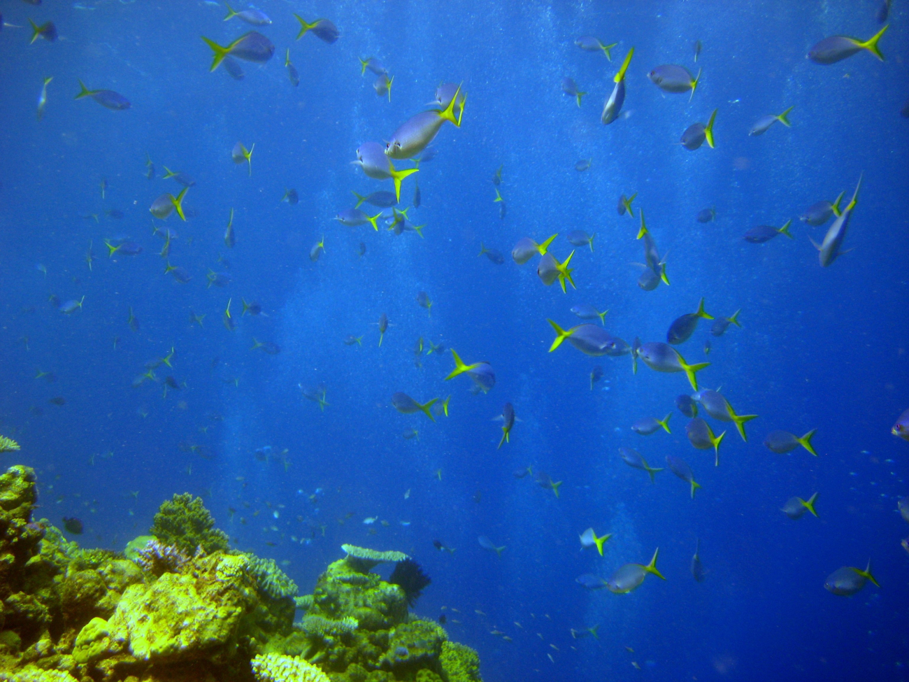 Yellow and blueback fusiliers (Caesio teres)