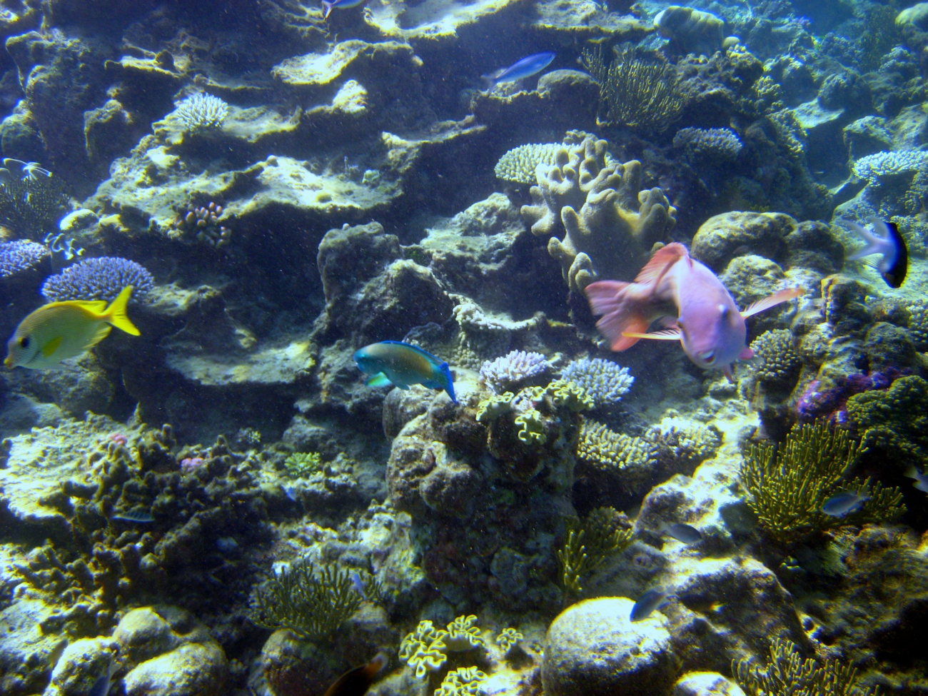 A variety of fish in a reef scene