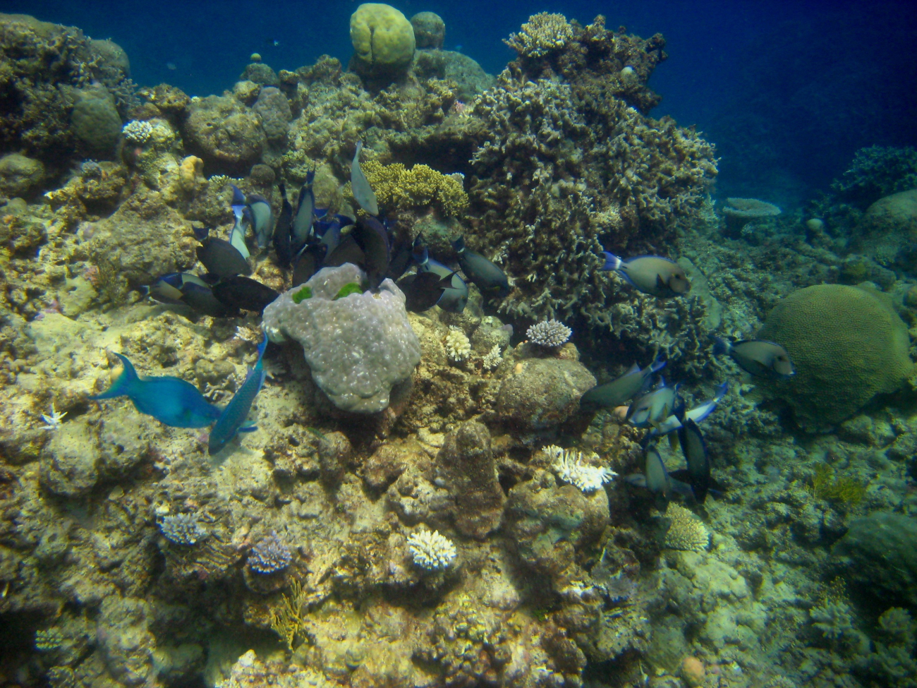 Two parrotfish and school of ringtail surgeonfish (Acanthurus blochii)