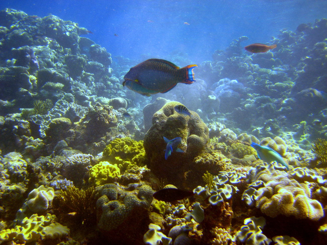 Possibly bicolor parrotfish in center (Cetoscraus bicolor)