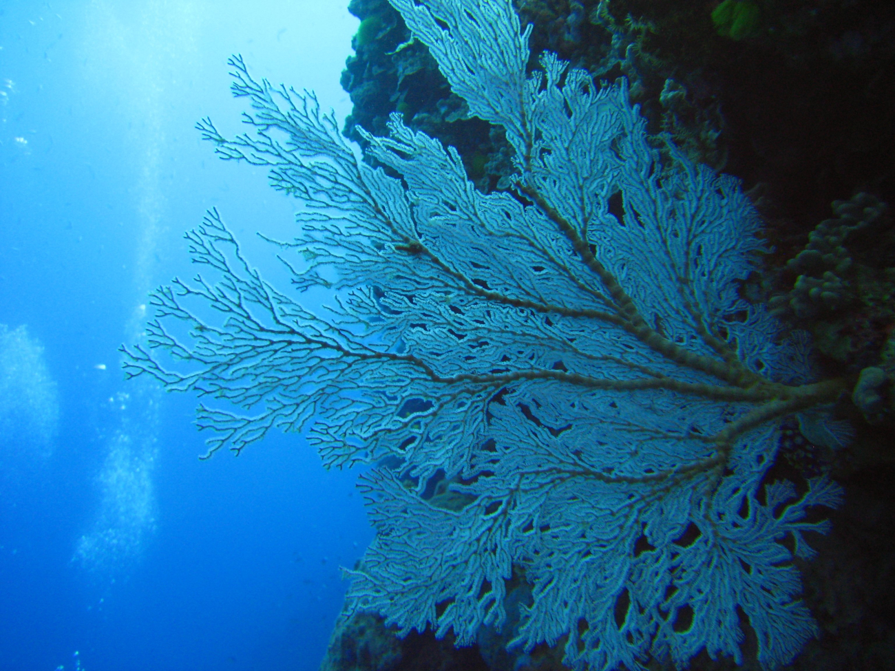 Beautiful white branching coral growing from vertical reef face