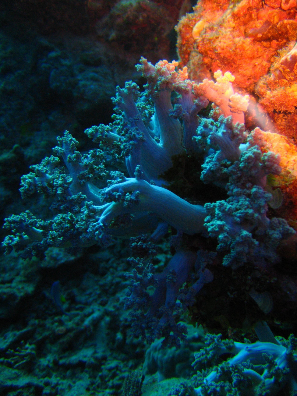 Beautiful bluish soft coral
