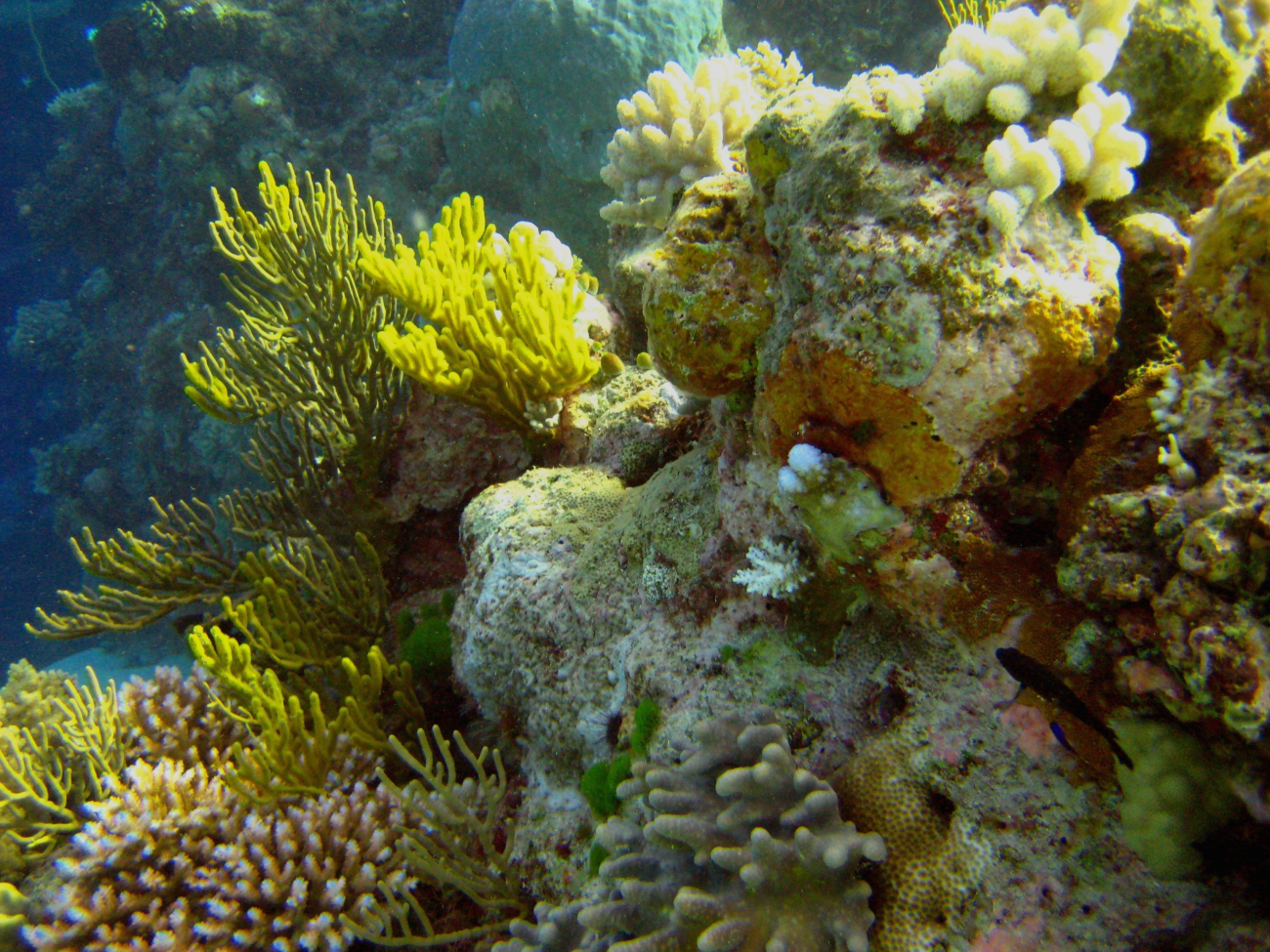Reef scene with coral and algae