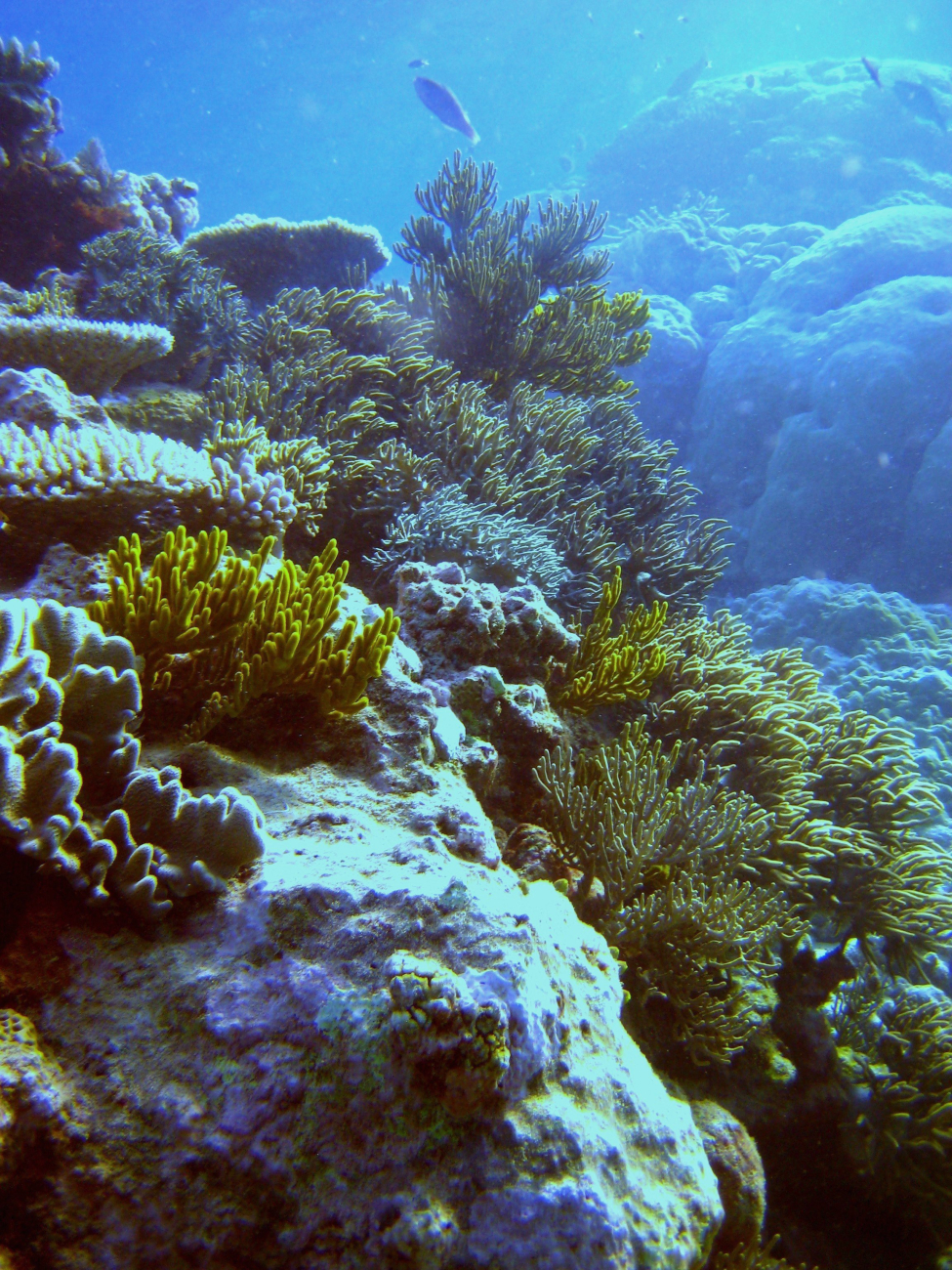 Reef scene with coral and algae