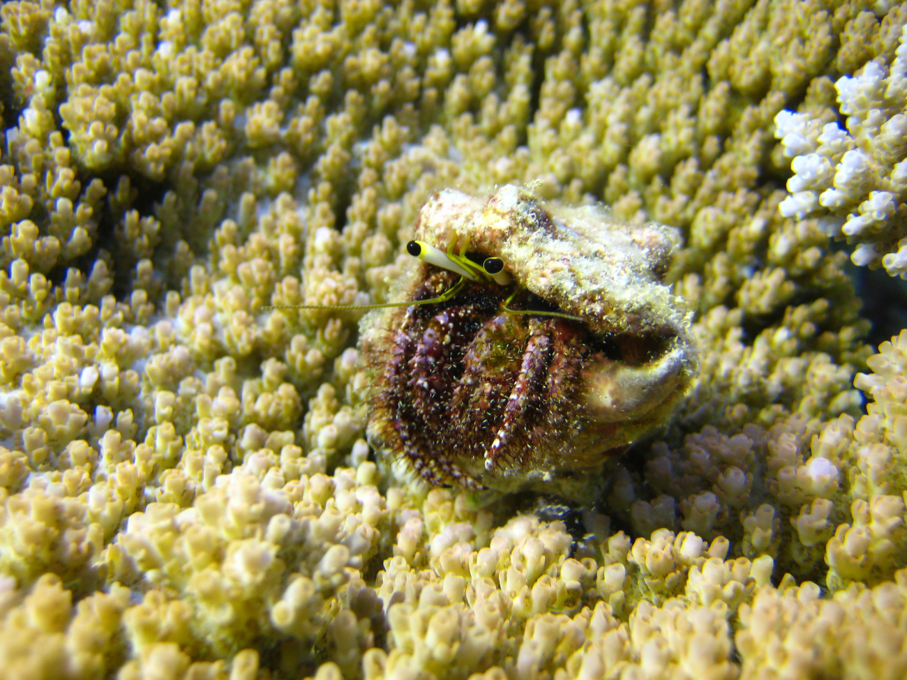 Stalked eyes of hermit crab peering out from shell