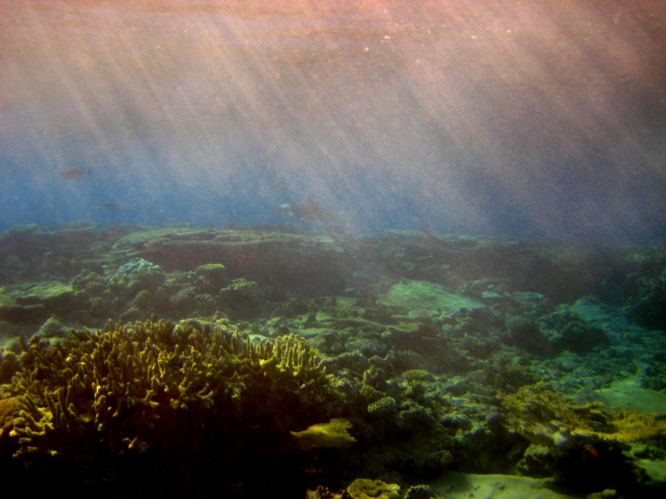 Sunlight filtering down through water onto the reef with sharks
