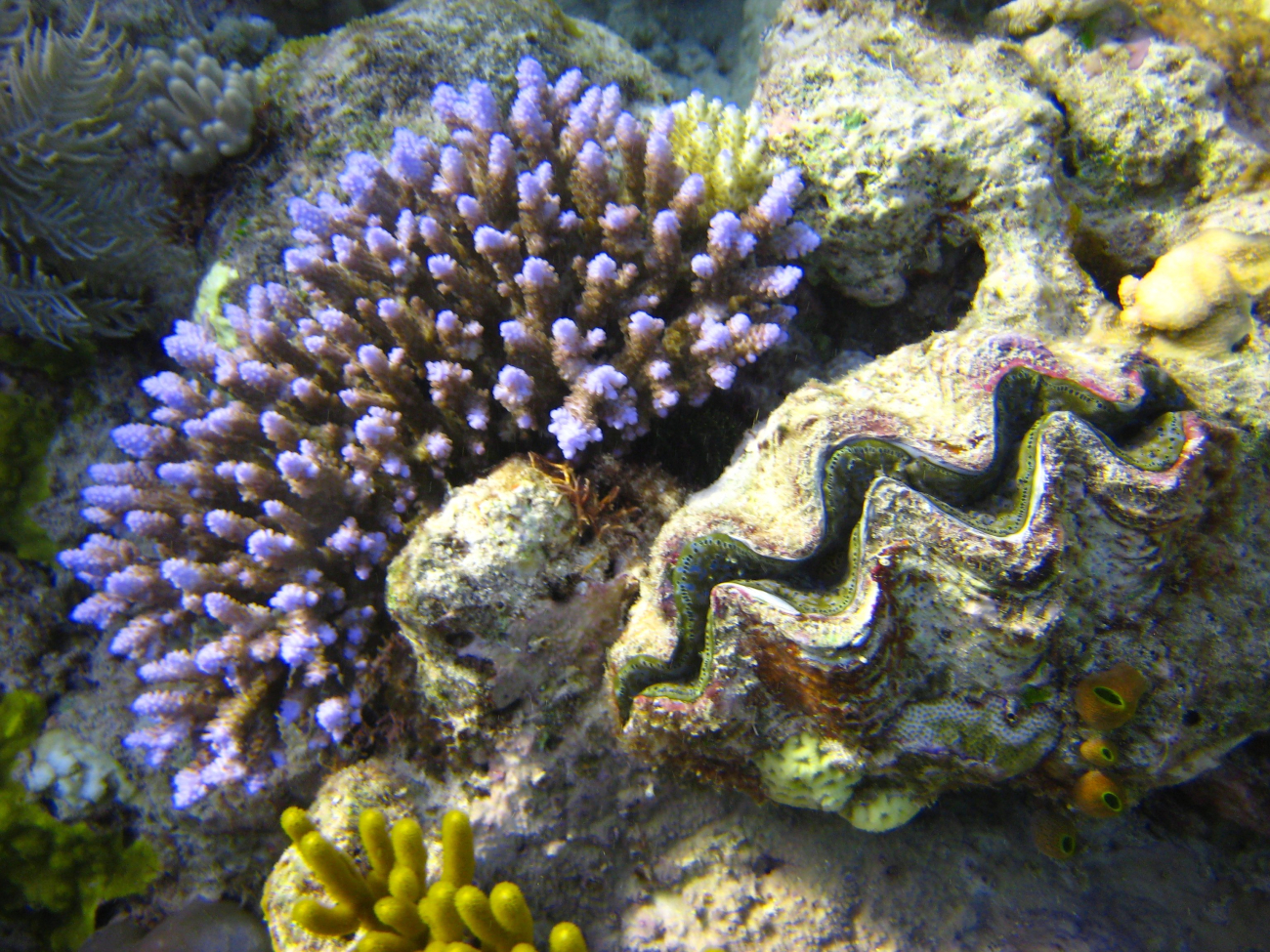 Reef scene with purple-tipped coral and giant clam shell