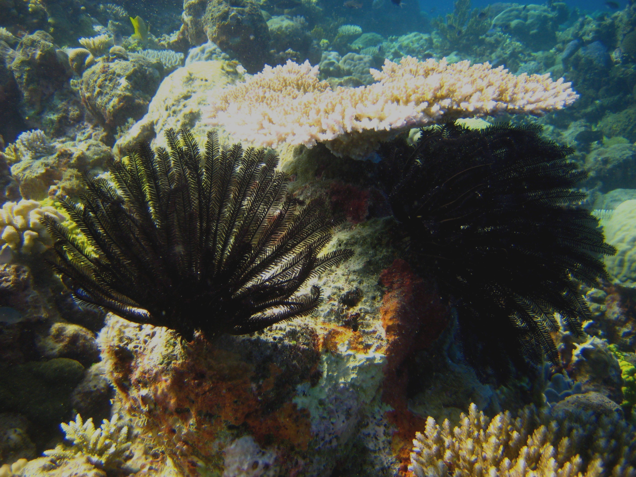 Black crinoids and a tabular coral