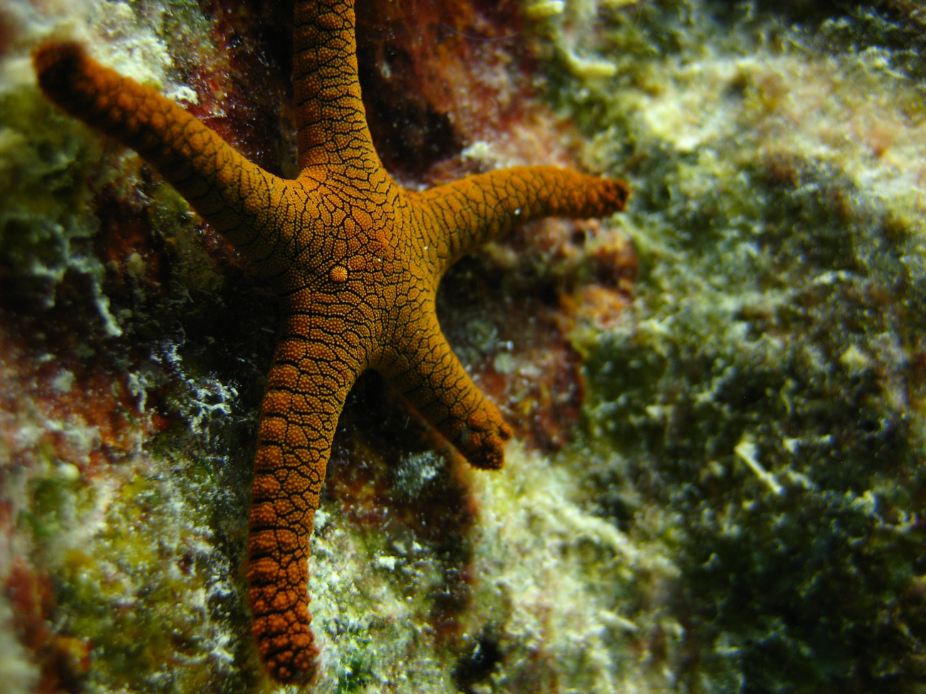 Starfish (Fromia indica)