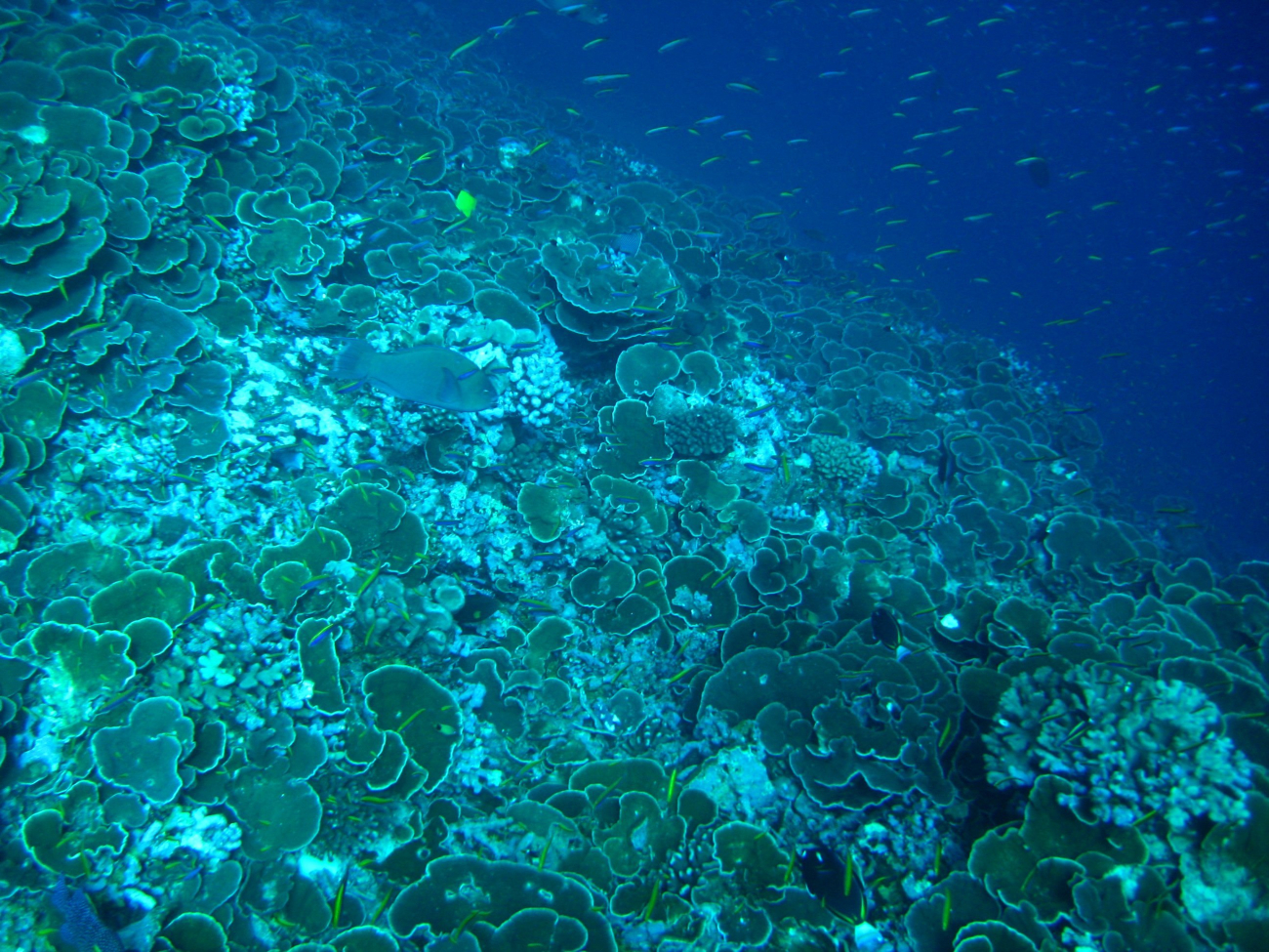 Reef scene with lettuce coral