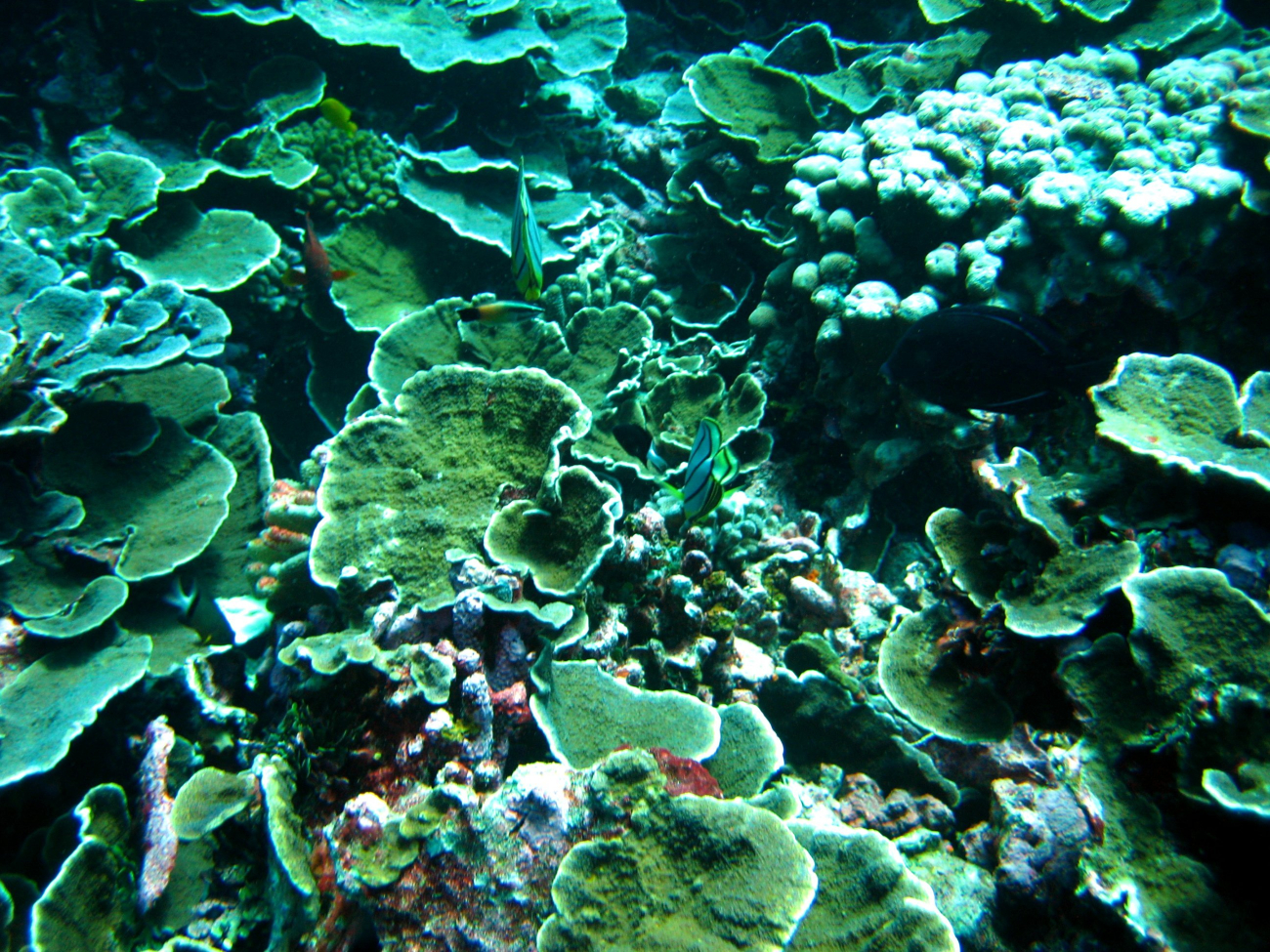 Reef scene with lettuce coral