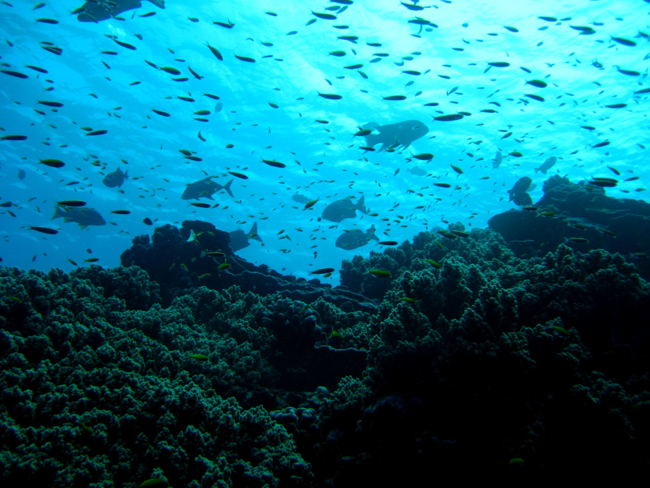 Reef scene with hundreds of fish