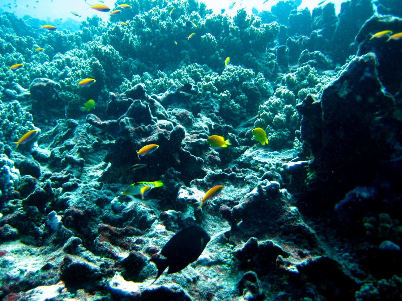 Reef scene with anthias and damselfish