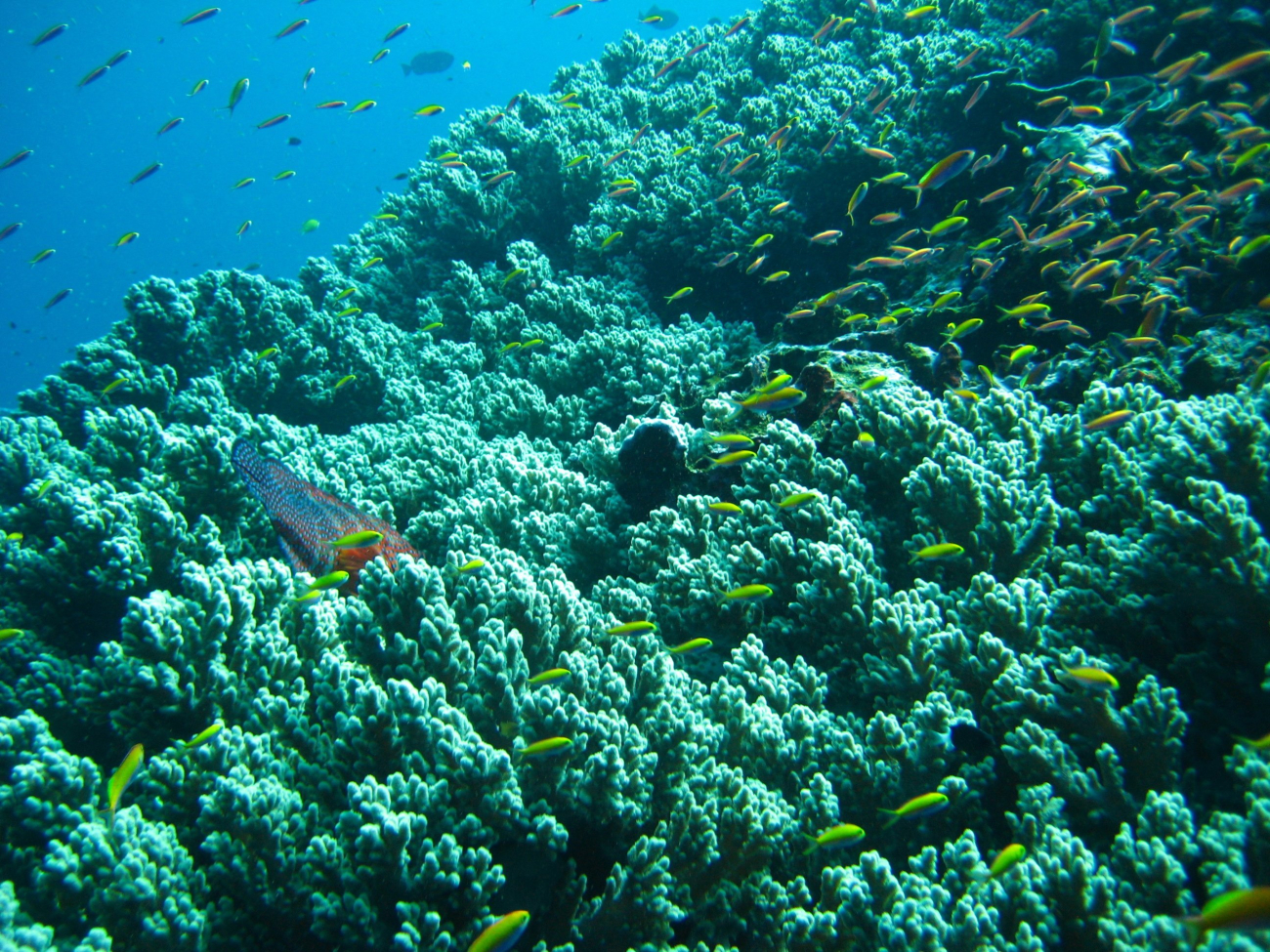 Reef scene with anthias and tail of large fish protruding from coral
