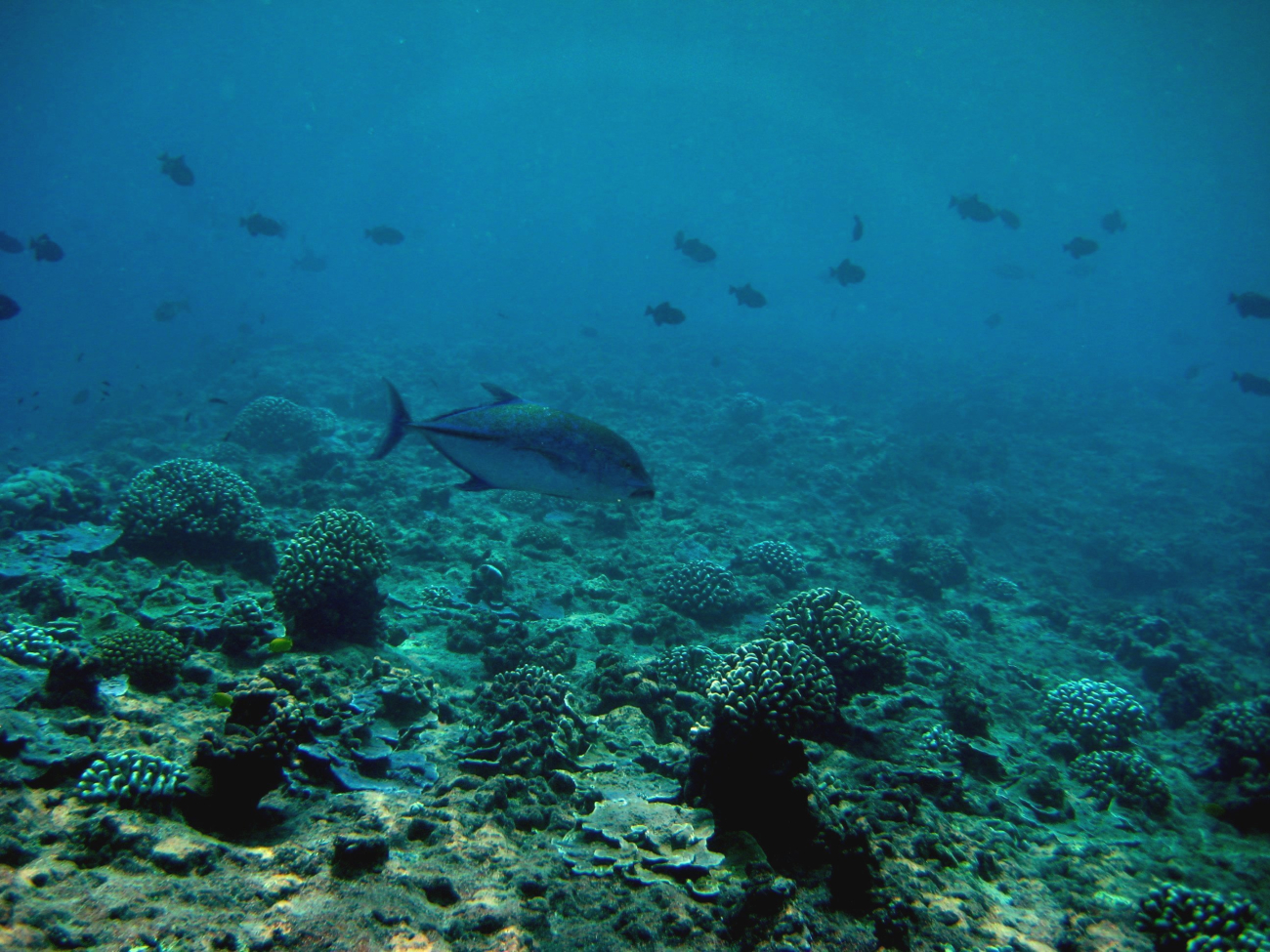 Bluefin trevally (Caranx melampygus) over reef