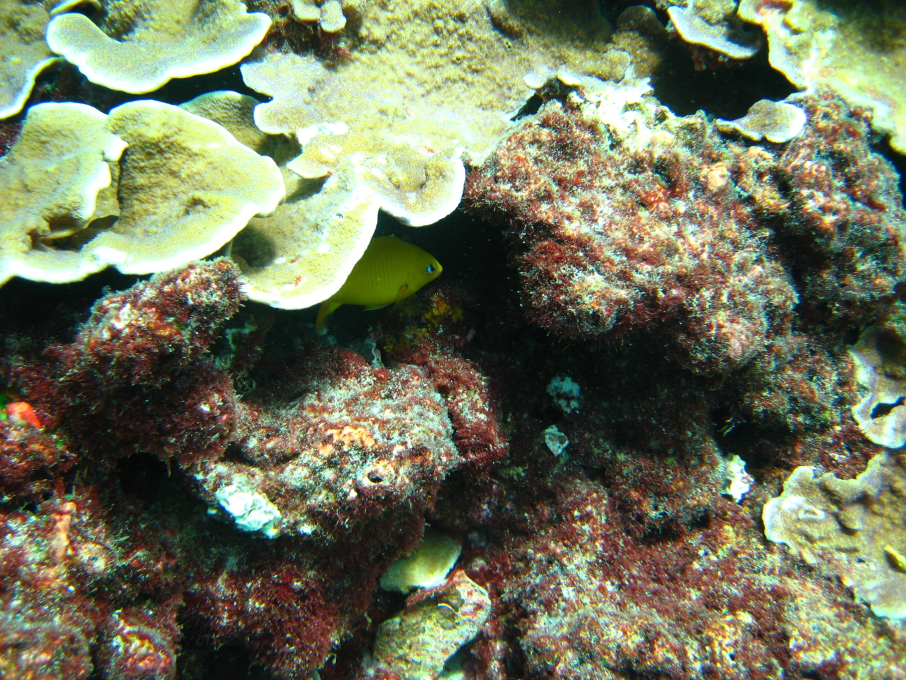 Golden damselfish hiding under coral