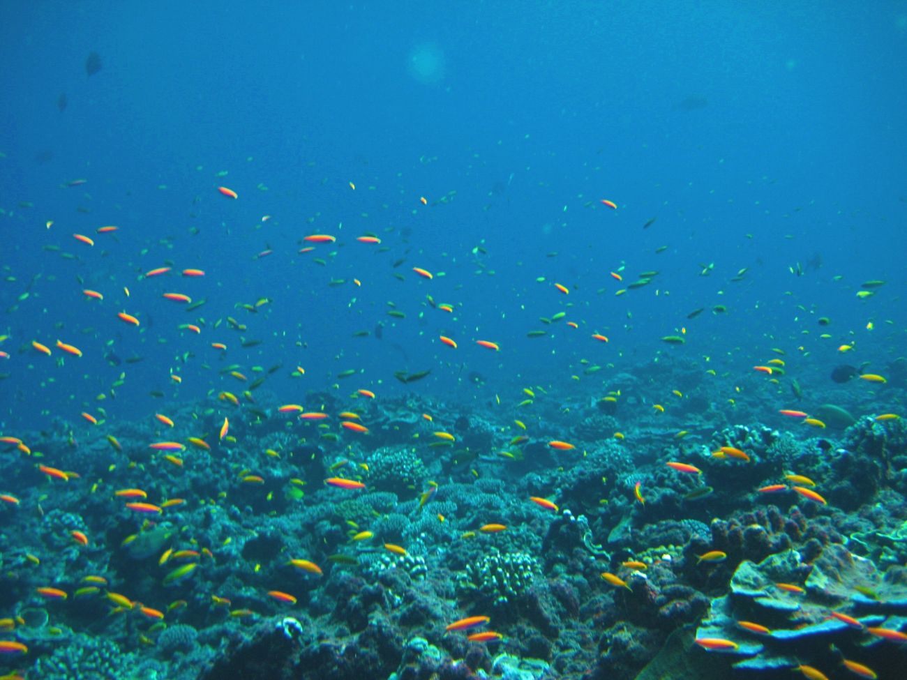 Hundreds of anthias over the reef