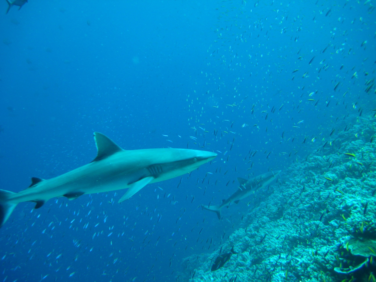 Silvertip shark (Carcharhinus albimarginatus)0