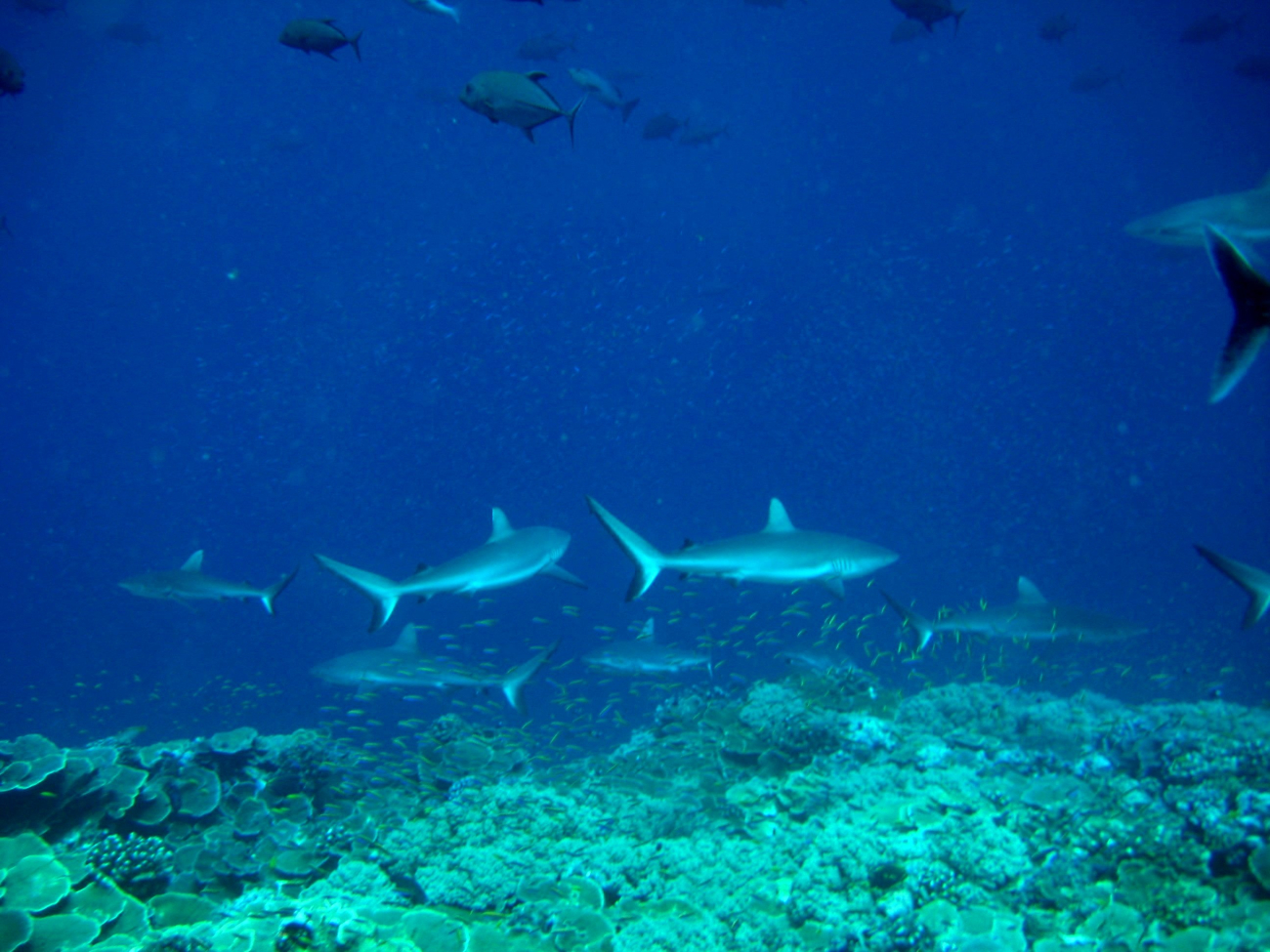 Giant trevally and gray reef sharks over reef