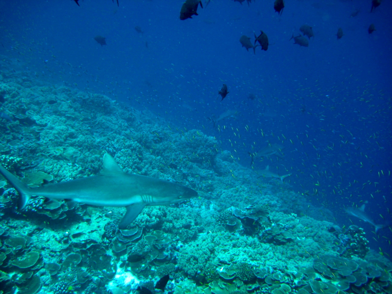 Silvertip shark (Carcharhinus albimarginatus) and giant trevally