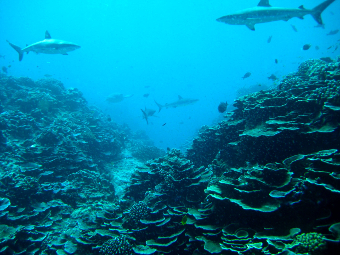 Gray reef sharks over a wide expanse of lettuce coral
