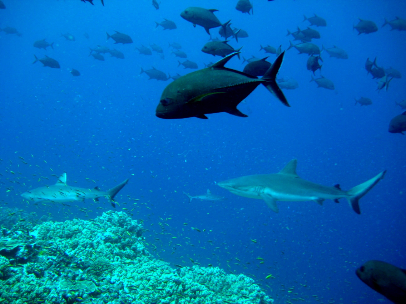 Giant trevally and gray reef sharks over reef
