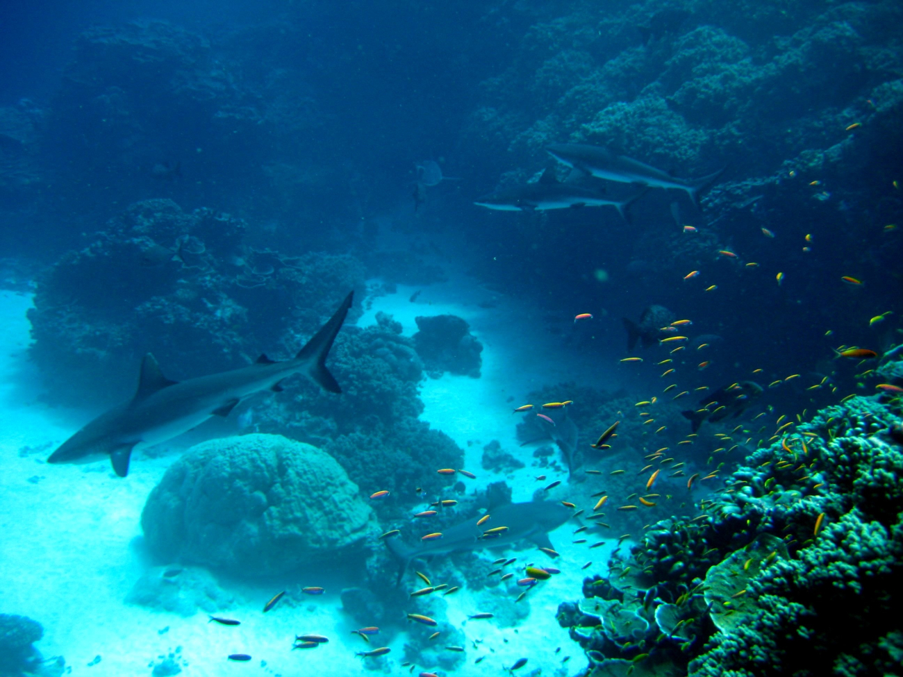Silvertip shark(Carcharhinus albimarginatus) and gray reef sharks over the reef with school of anthias