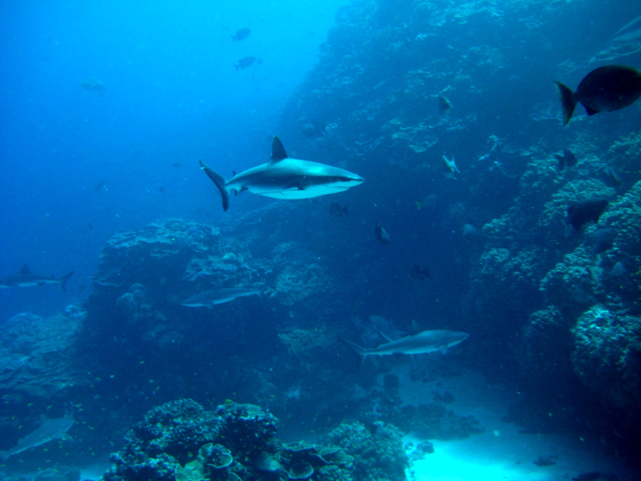 Silvertip shark(Carcharhinus albimarginatus) and gray reef sharks over the reef