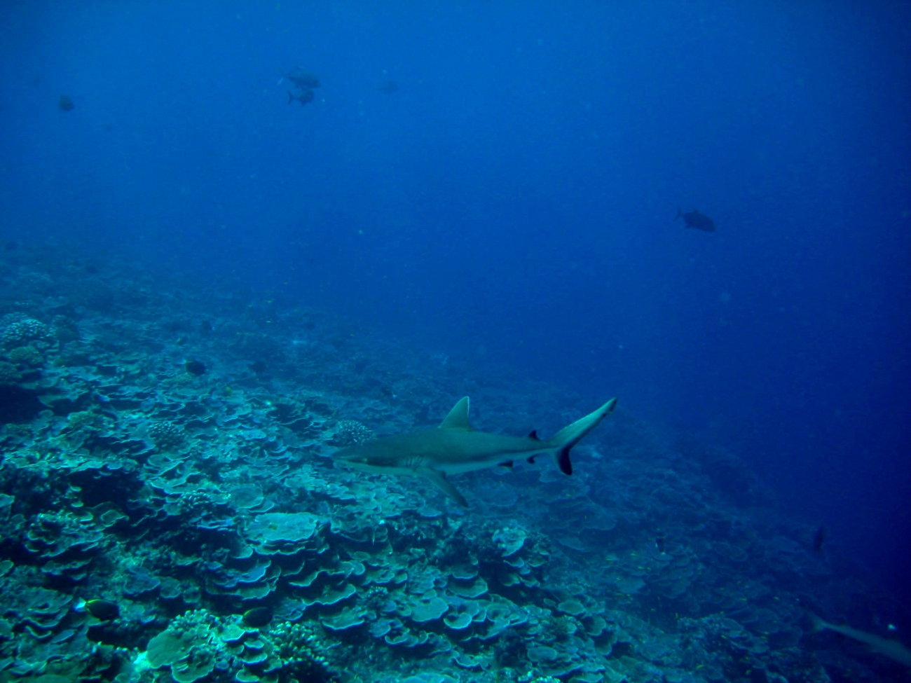 Silvertip shark (Carcharhinus albimarginatus) over the reef