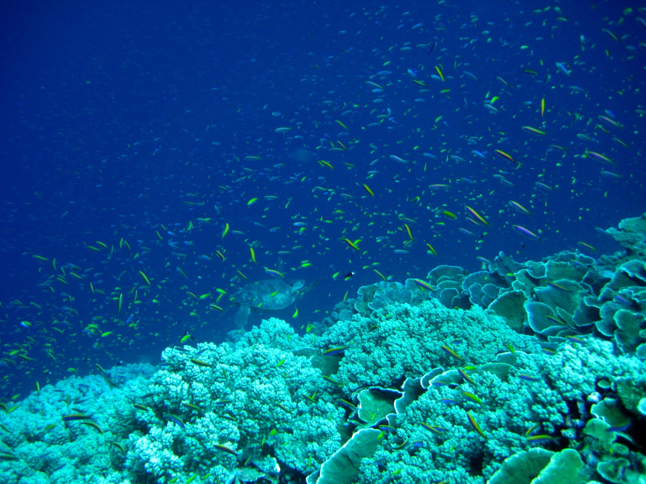 A cloud of anthias with green sea turtle in the distance