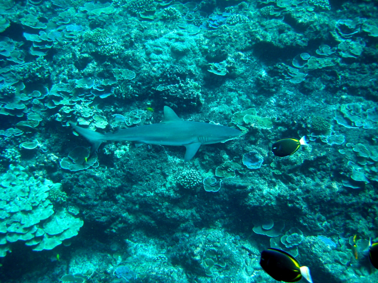Gray reef shark (Carcharhinus amblyrhynchos) over the reef with whitecheeksurgeonfish (Acanthurus nigricans) hovering above