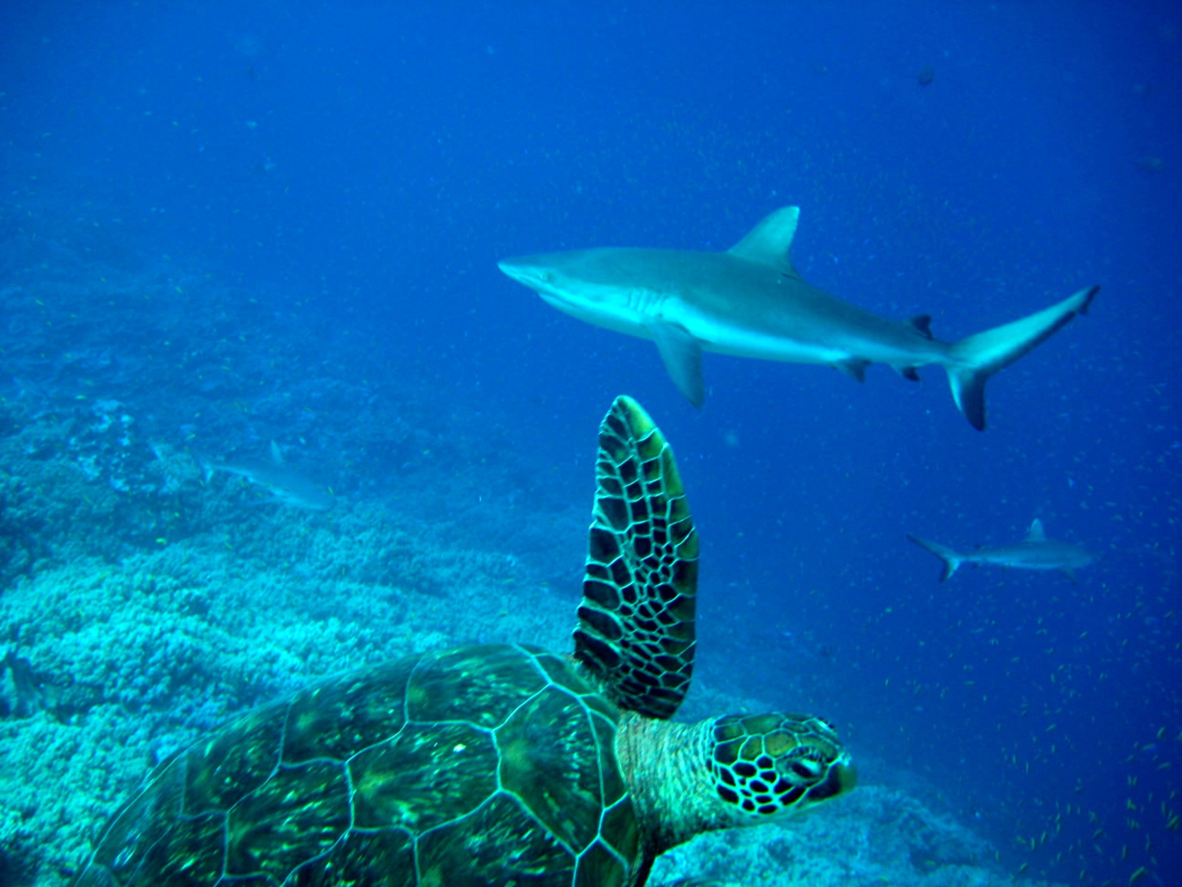 Green sea turtle doing a fly-by while sharks cruise in the background