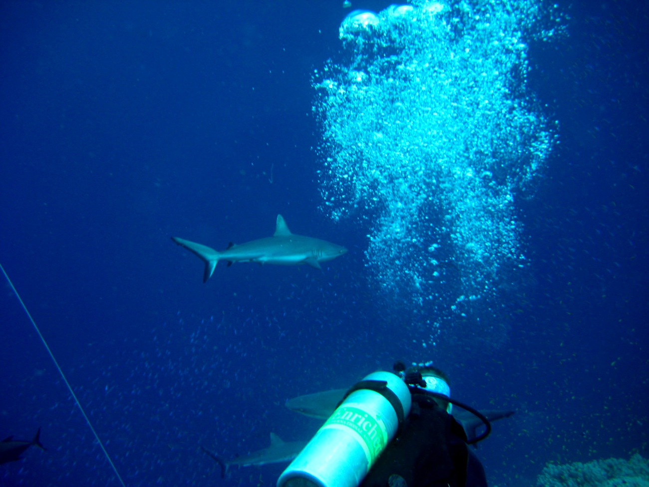 Scuba diver with gray reef shark in background