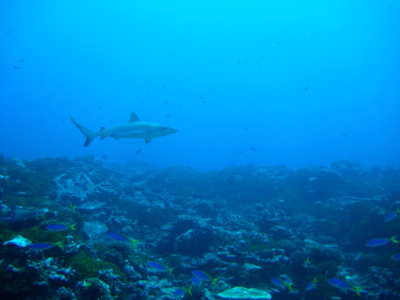 Gray reef shark with blue and yellow fusiliers in foreground