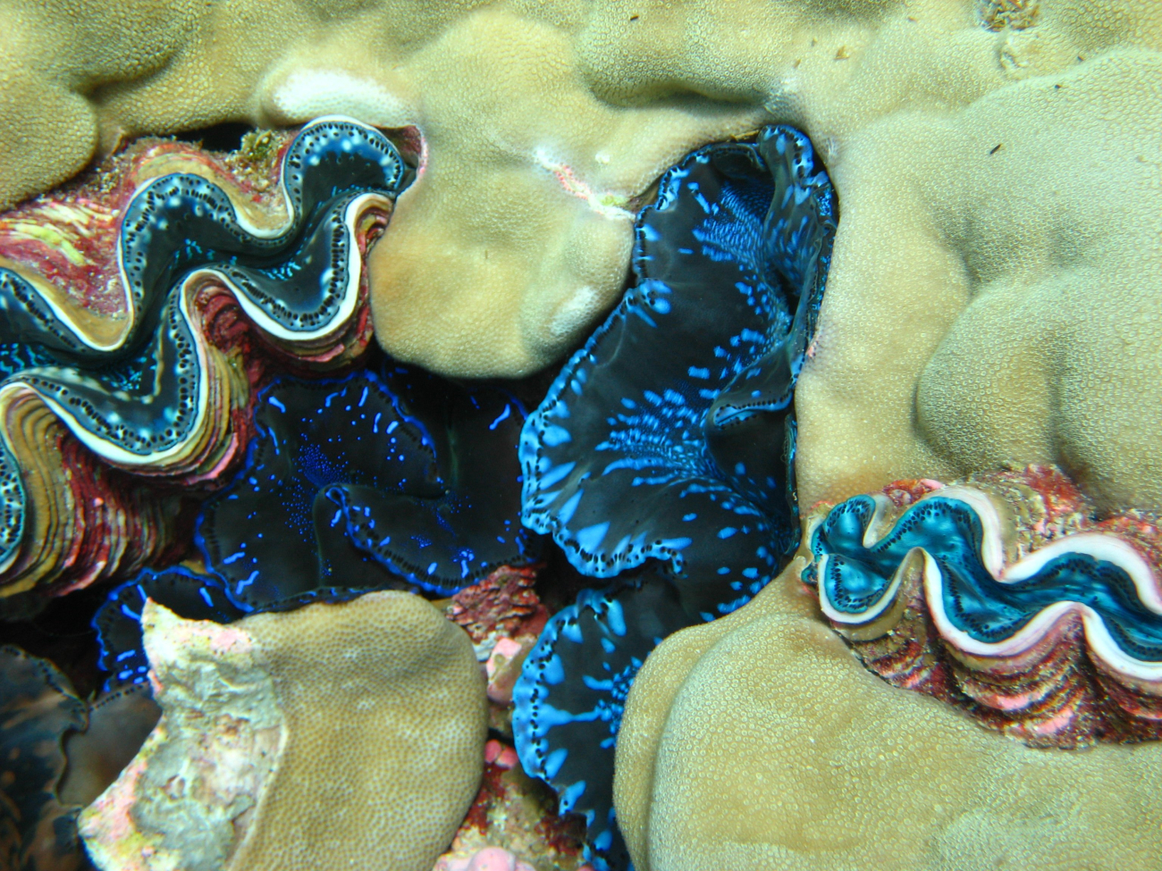 Giant clams (Tridacna sp