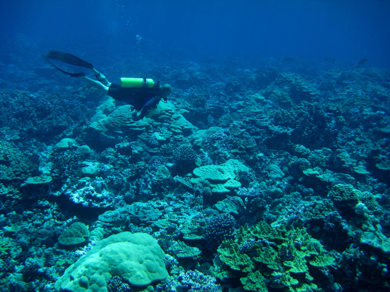 Scuba diver over diverse coral reef