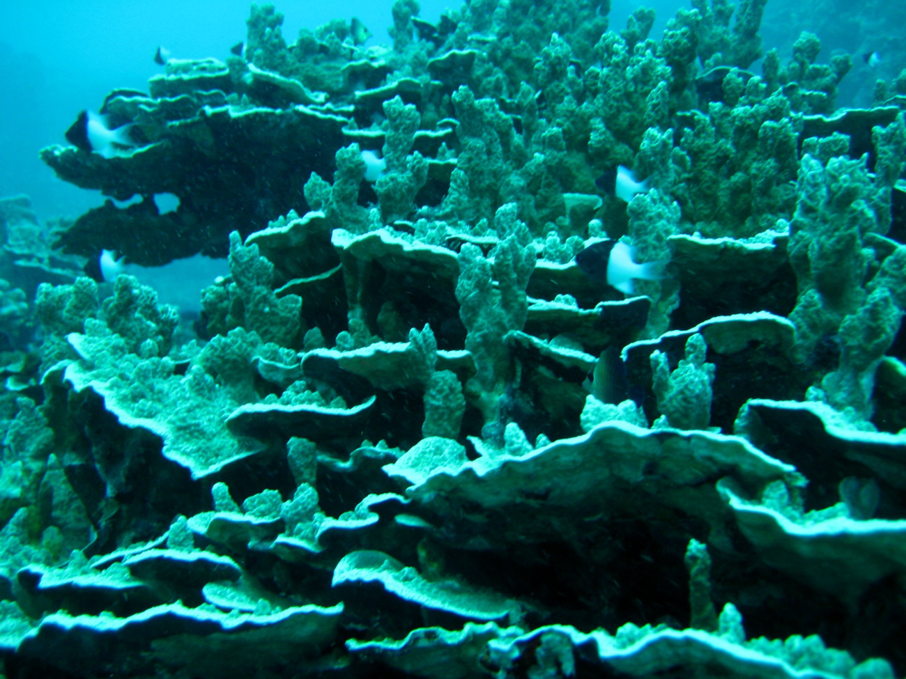 Odd appearing coral structures with half and half chromis (Chromis iomelas)