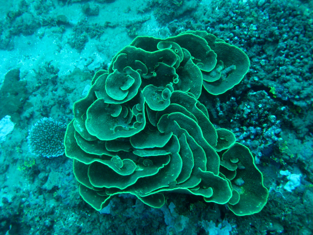 Lettuce coral (Turbinaria mesenteria)