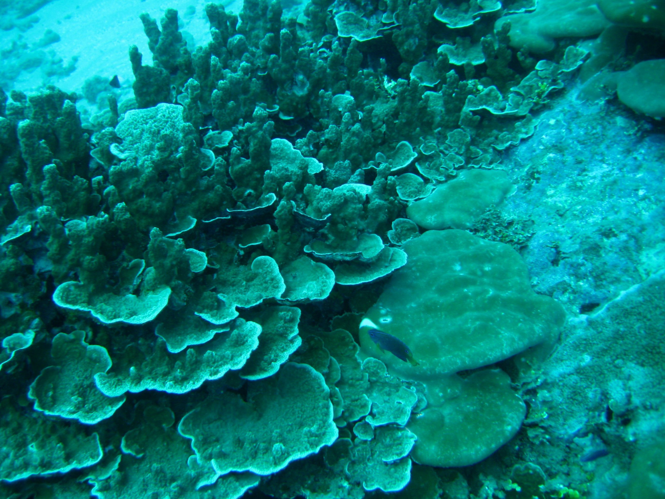 Reef scene with a variety of coral structures