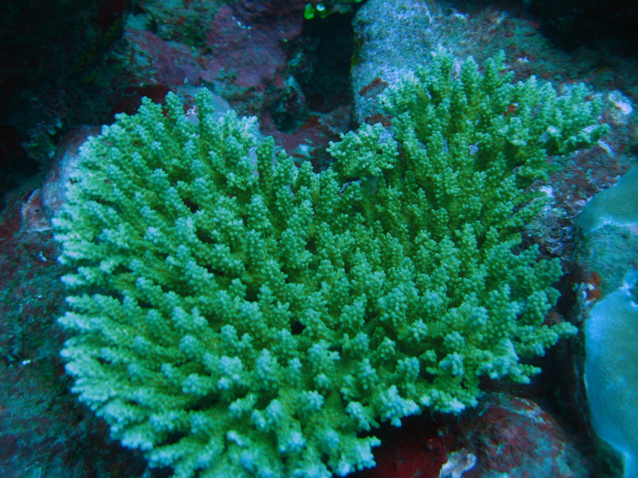 Reef scene with coral colony (Acropora sp