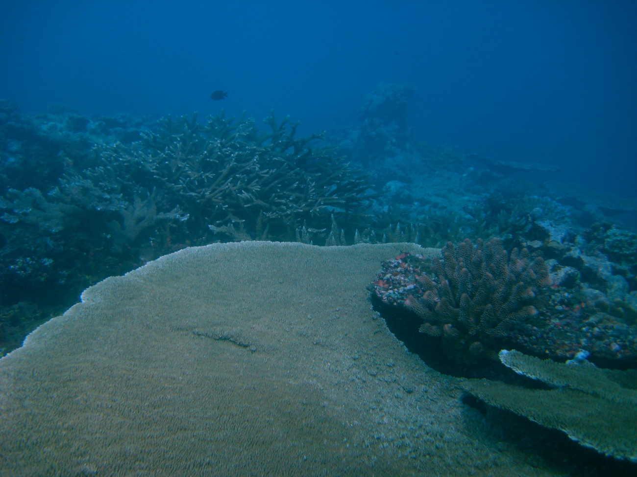 Reef scene - large tabular coral with varieties of staghorn coral